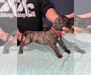 Presa Canario Puppy for sale in NEW IPSWICH, NH, USA