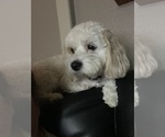 Small Photo #1 Cavachon Puppy For Sale in OLYMPIA, WA, USA