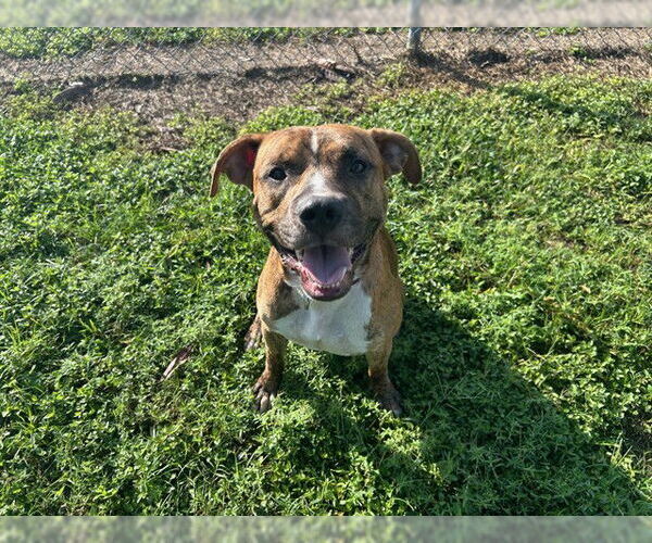 Medium Photo #1 American Pit Bull Terrier Puppy For Sale in Ocala, FL, USA