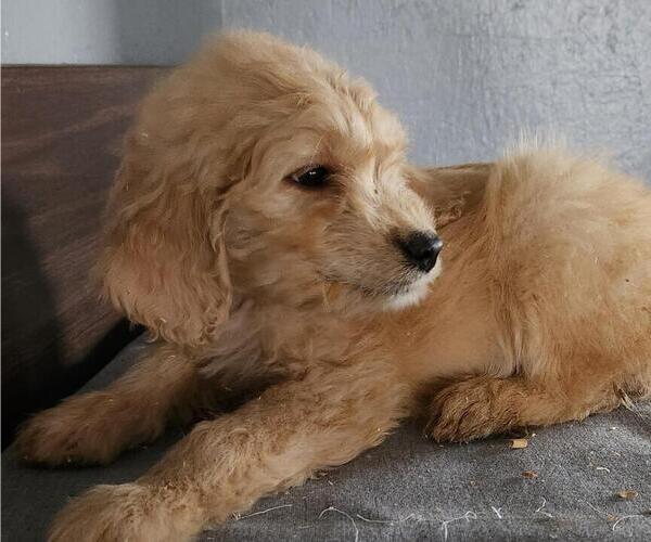 Medium Photo #3 Goldendoodle Puppy For Sale in LAGRANGE, IN, USA