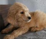 Small Photo #3 Goldendoodle Puppy For Sale in LAGRANGE, IN, USA