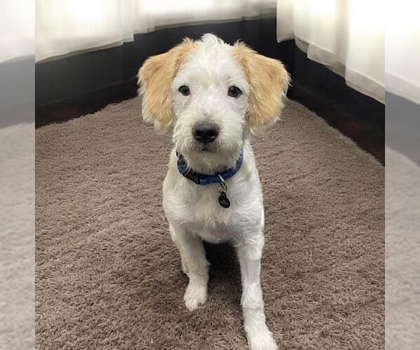 Medium Photo #8 Maltipoo Puppy For Sale in San Diego, CA, USA
