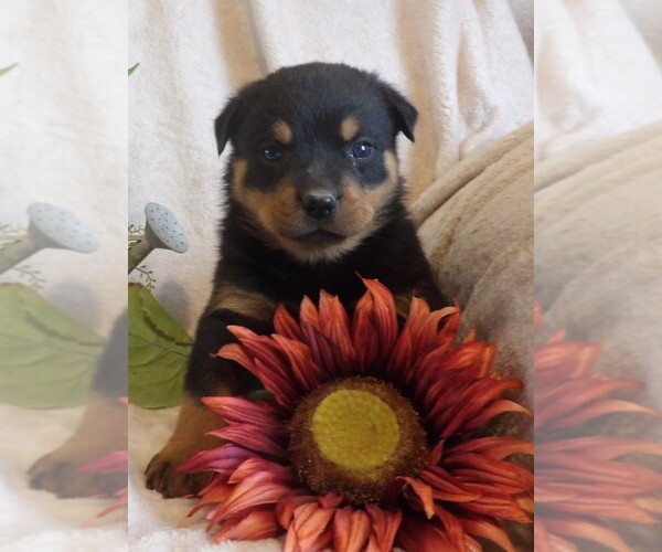 Medium Photo #2 Rottweiler Puppy For Sale in CASSVILLE, MO, USA