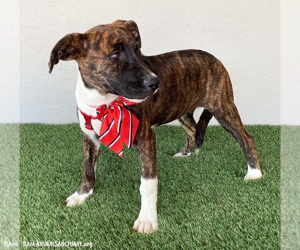Medium Photo #3 American Pit Bull Terrier-Dutch Shepherd  Mix Puppy For Sale in San Diego, CA, USA