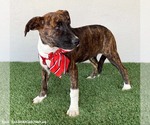 Small #2 American Pit Bull Terrier-Dutch Shepherd  Mix