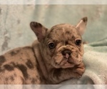 Small Photo #4 French Bulldog Puppy For Sale in HAMDEN, CT, USA