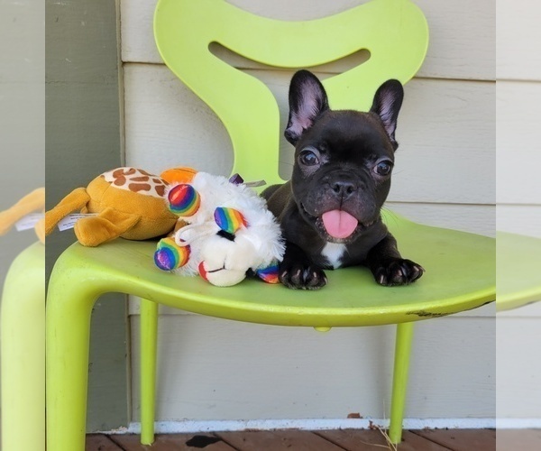 Medium Photo #1 French Bulldog Puppy For Sale in SANTA CLARITA, CA, USA