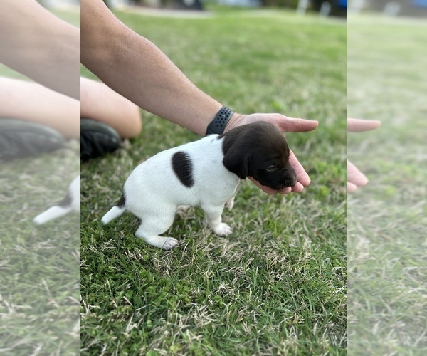 Medium Photo #7 German Shorthaired Pointer Puppy For Sale in CUMMING, GA, USA