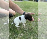 Small Photo #7 German Shorthaired Pointer Puppy For Sale in CUMMING, GA, USA
