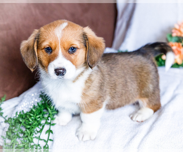 Medium Photo #1 Dorgi Puppy For Sale in WAKARUSA, IN, USA