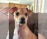 Small Photo #4 Chihuahua-Unknown Mix Puppy For Sale in Visalia, CA, USA