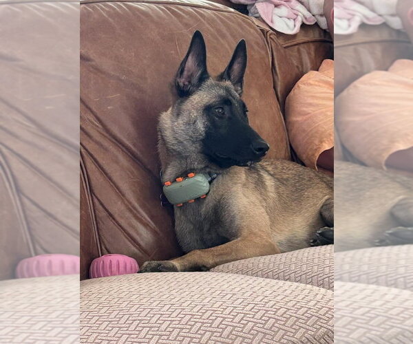 Medium Photo #1 Mutt Puppy For Sale in Imlay City, MI, USA