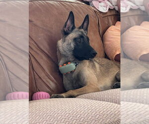 Mutt Dogs for adoption in Imlay City, MI, USA