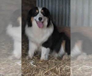 Mother of the Miniature American Shepherd puppies born on 03/29/2023
