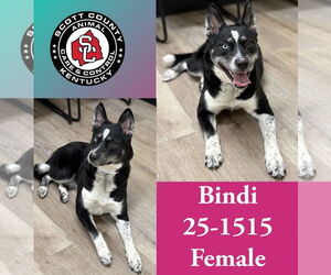 Mutt Dogs for adoption in Georgetown, KY, USA