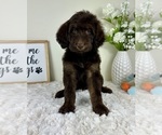 Small #2 Labradoodle