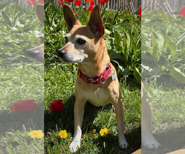 Medium Photo #16 Rat Terrier-Unknown Mix Puppy For Sale in Atlanta, GA, USA
