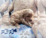 Small #3 Goldendoodle