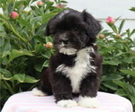 Puppy Kleora Zuchon