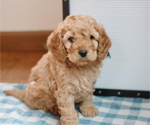 Cock-A-Poo Puppy for sale in NEW PARIS, IN, USA