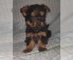 Small Photo #255 Yorkshire Terrier Puppy For Sale in AKRON, OH, USA