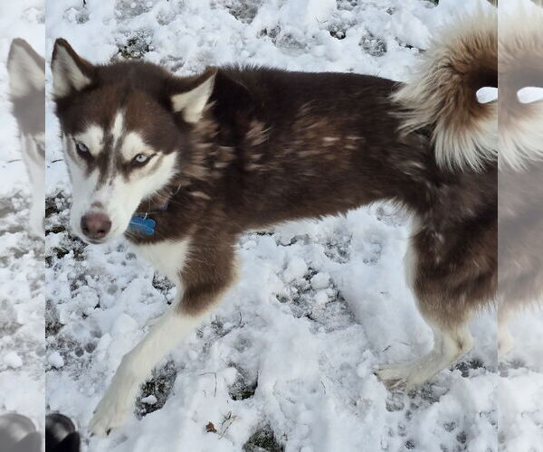 Medium Photo #6 - Mix Puppy For Sale in Fargo, ND, USA