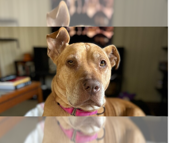 Medium Photo #5 American Staffordshire Terrier-Unknown Mix Puppy For Sale in Raleigh, NC, USA