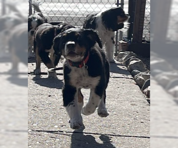 Medium Photo #6 Bernese Mountain Dog-Unknown Mix Puppy For Sale in Sandy, UT, USA