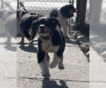 Small #5 Bernese Mountain Dog Mix