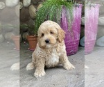 Small #4 Cockapoo