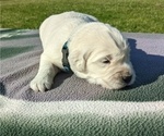 Small Photo #26 English Cream Golden Retriever Puppy For Sale in WOOSTER, OH, USA