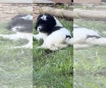 Small #22 Aussiedoodle