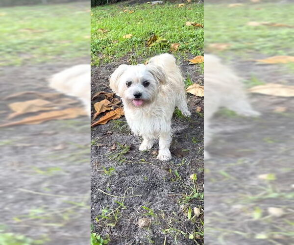 Medium Photo #21 Shih Tzu Puppy For Sale in Weston, FL, USA