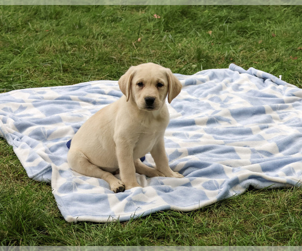 Medium Photo #6 Labrador Retriever Puppy For Sale in SYRACUSE, IN, USA