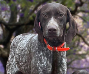 Mother of the German Shorthaired Pointer puppies born on 08/20/2026