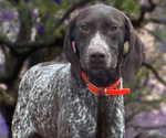 Small Photo #1 German Shorthaired Pointer Puppy For Sale in GREENVILLE, SC, USA
