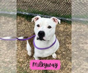 Staffordshire Bull Terrier-Unknown Mix Dogs for adoption in Saginaw, MI, USA