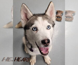 Oscar - ON HOLD - Male Siberian Husky Dog for Adoption - Photo #2