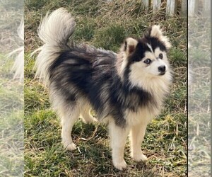 Father of the Pomsky puppies born on 03/08/2023
