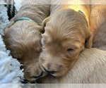 Small Photo #5 Goldendoodle Puppy For Sale in N HIGHLANDS, CA, USA