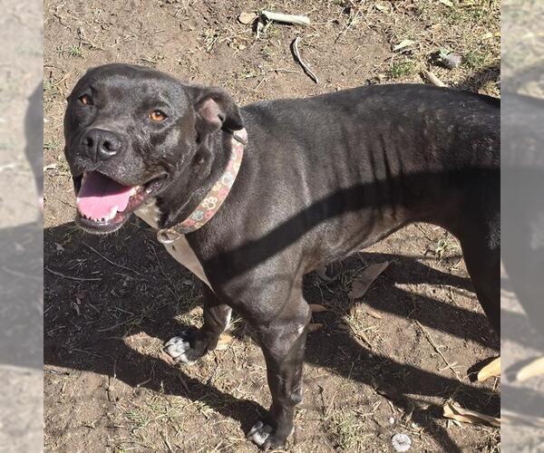 Medium Photo #1 American Staffordshire Terrier Puppy For Sale in San Antonio, TX, USA