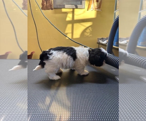Medium Photo #7 ShihPoo Puppy For Sale in WOODLEAF, NC, USA