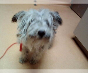 Mutt Dogs for adoption in Martinez, CA, USA