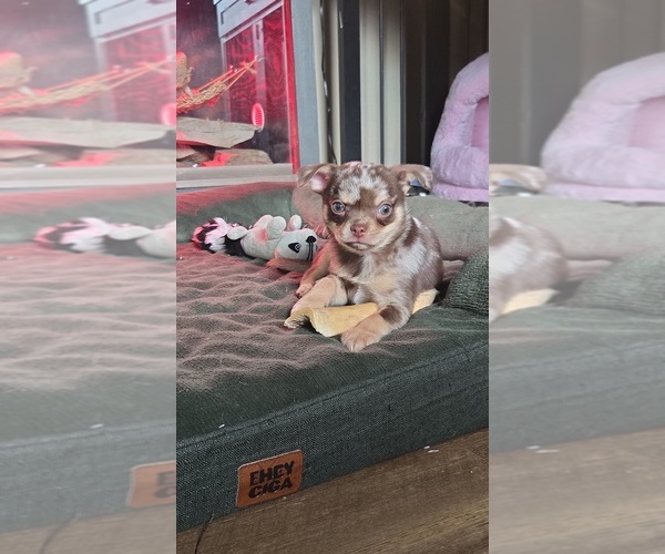 Medium Photo #3 Chihuahua Puppy For Sale in WELLINGTON, OH, USA