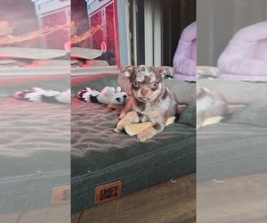 Medium Chihuahua