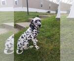 Small Photo #1 Dalmatian Puppy For Sale in INDIANAPOLIS, IN, USA