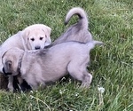 Small Photo #12 Anatolian Shepherd Puppy For Sale in LITTLE MEADOWS, PA, USA