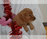 Puppy ACE Golden Retriever