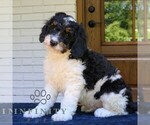 Small #1 Bernedoodle (Miniature)
