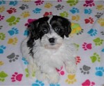 Small Photo #5 La-Chon Puppy For Sale in ORO VALLEY, AZ, USA